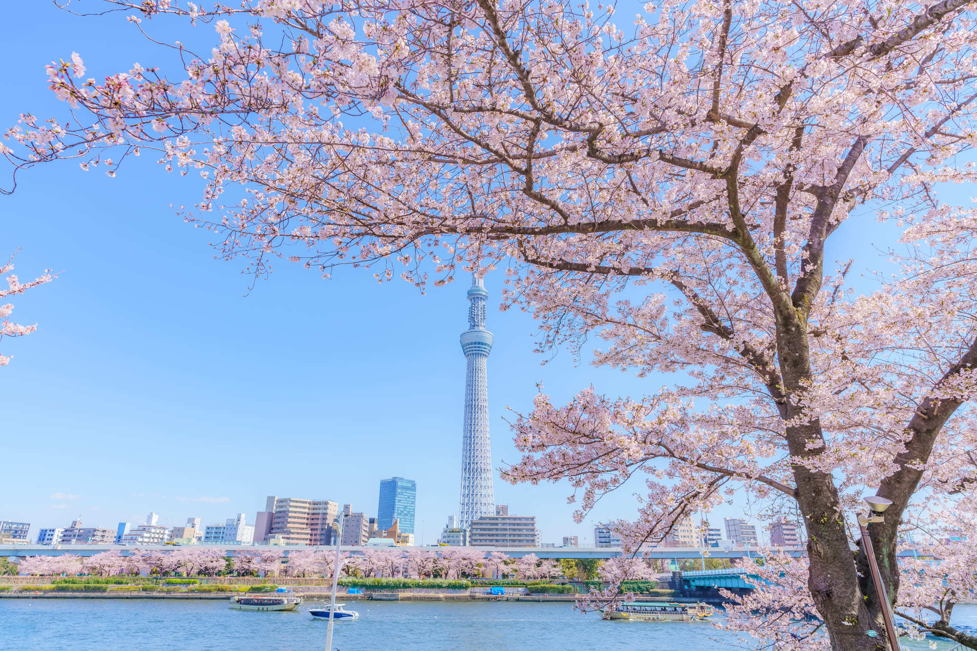 浅草周辺のおすすめスポット「隅田公園」